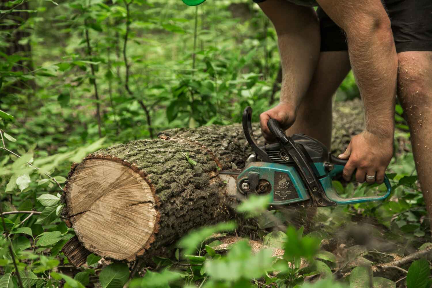 Tree Root Removal in Clarksville, TX